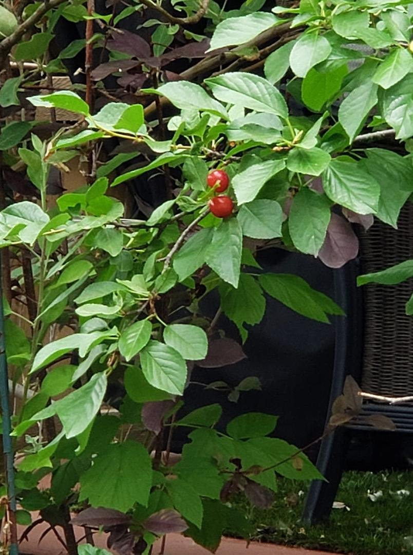 Cherries, finally!!! Strange season--no apples yet.