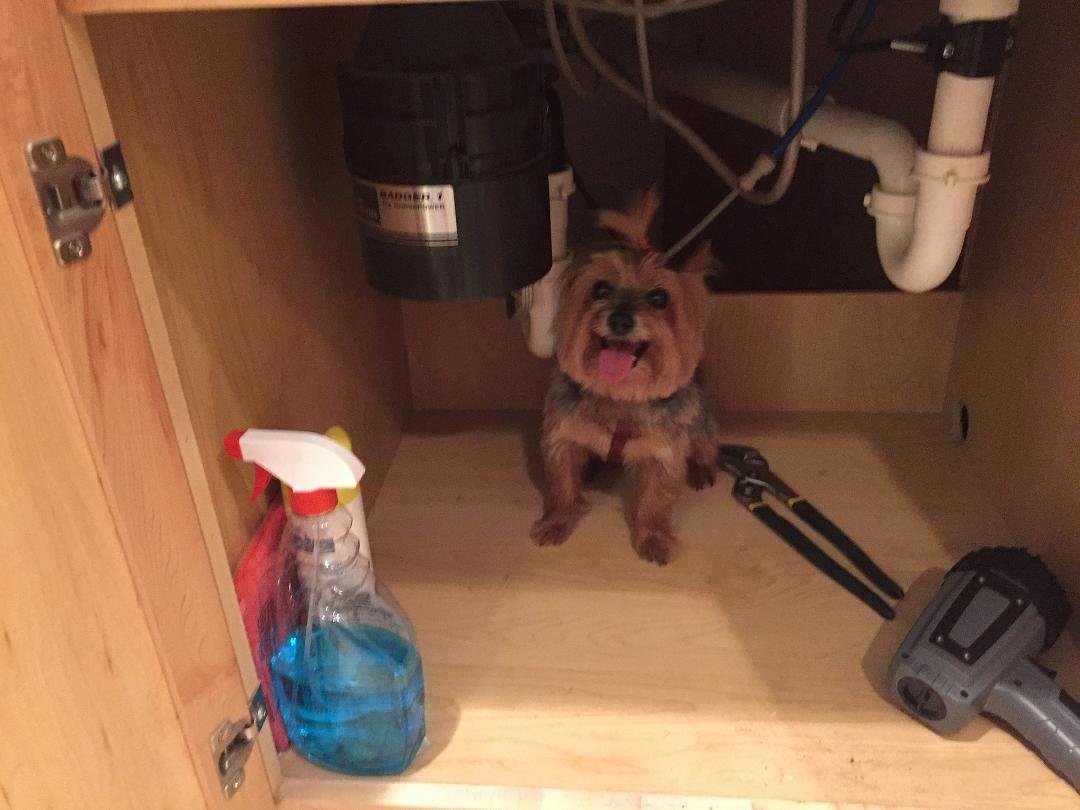 Wondered where Lacey went during a thunder storm while I was working on the kitchen faucet!