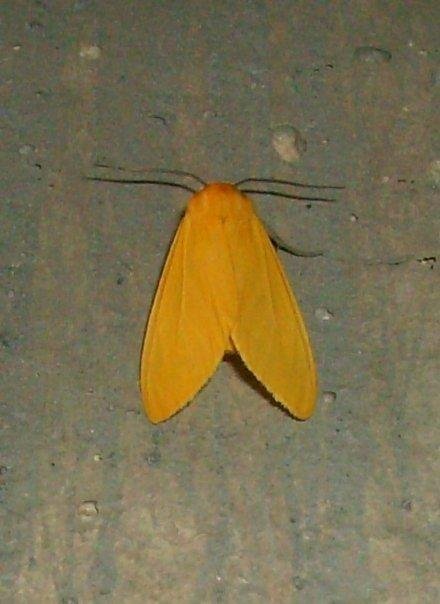 Yellow moth