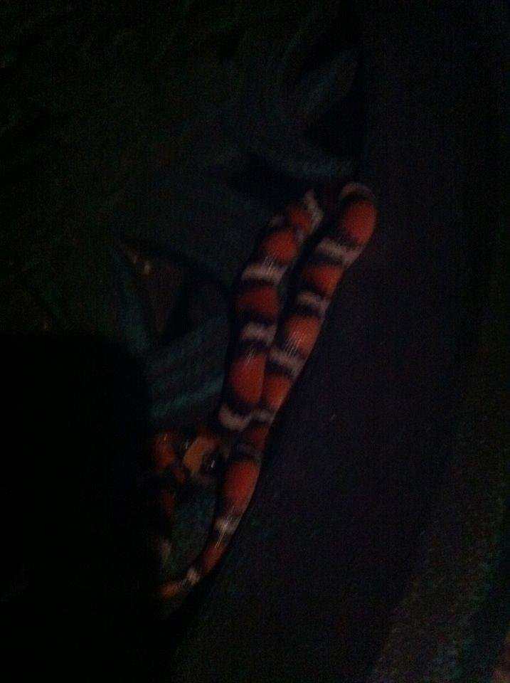 Last night around 1 a.m. I went to sit out on my patio. This was sound asleep on the patio table.