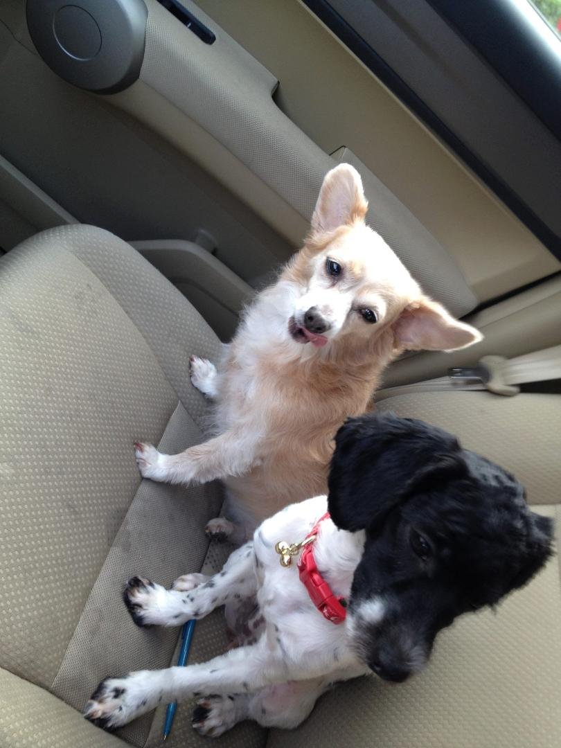 Our dog Kira and our new adopted puppy Cookie!