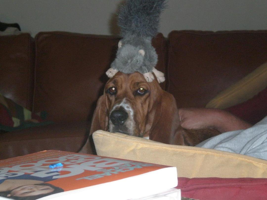 I am not amused...