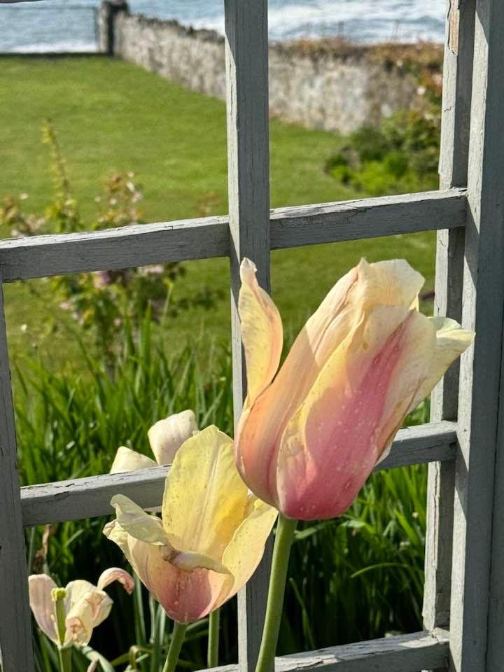 My last tulip 🌷 see you next year🙋‍♀️