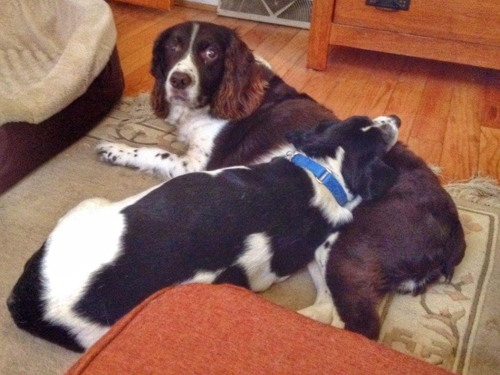 Day three of the Happy Dog Challenge. I don't see the boys cuddle like this too often. I think Ollie is trying to make up for being too growl-some toward Jack. Poor Jack was startled when he woke up to find Ollie draped a