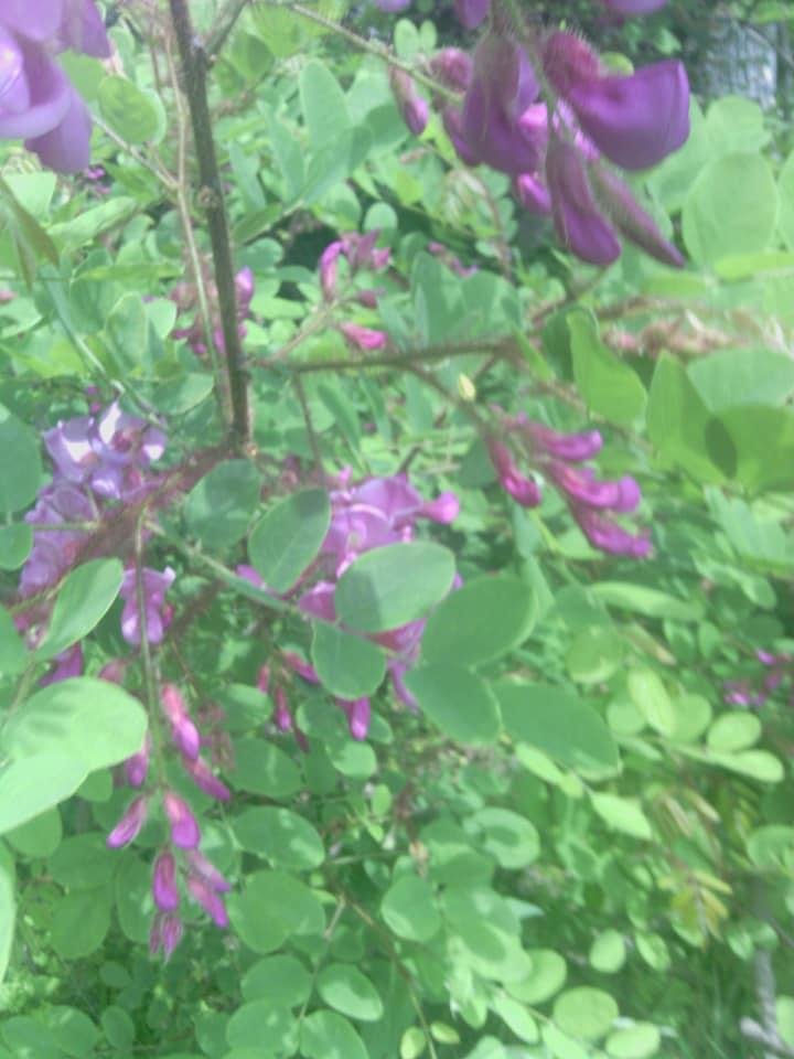 Phyllis Englund's album, Mobile Uploads
