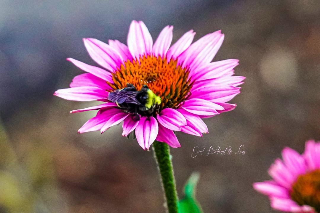 ok so yes I'm allergic to bee stings. So you may be asking yourself why are you getting so close to them to get a picture?
Answer: Because I'm looking for a perfect photo opp.