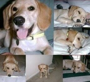 National Dog Day. Mackie R.I.P.