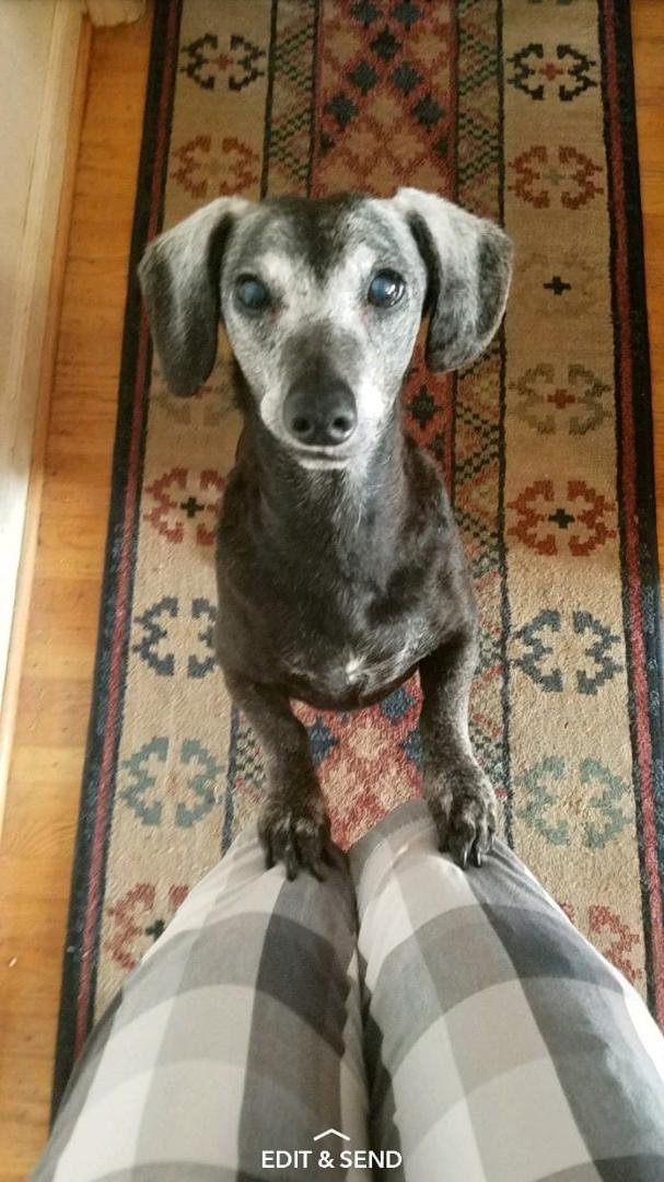 Eddie was put to sleep he was very sick, cancer spread all over. He was a great dog the most mellow and sweet dog. Our house seems so empty and quiet and he was never a noisy dog