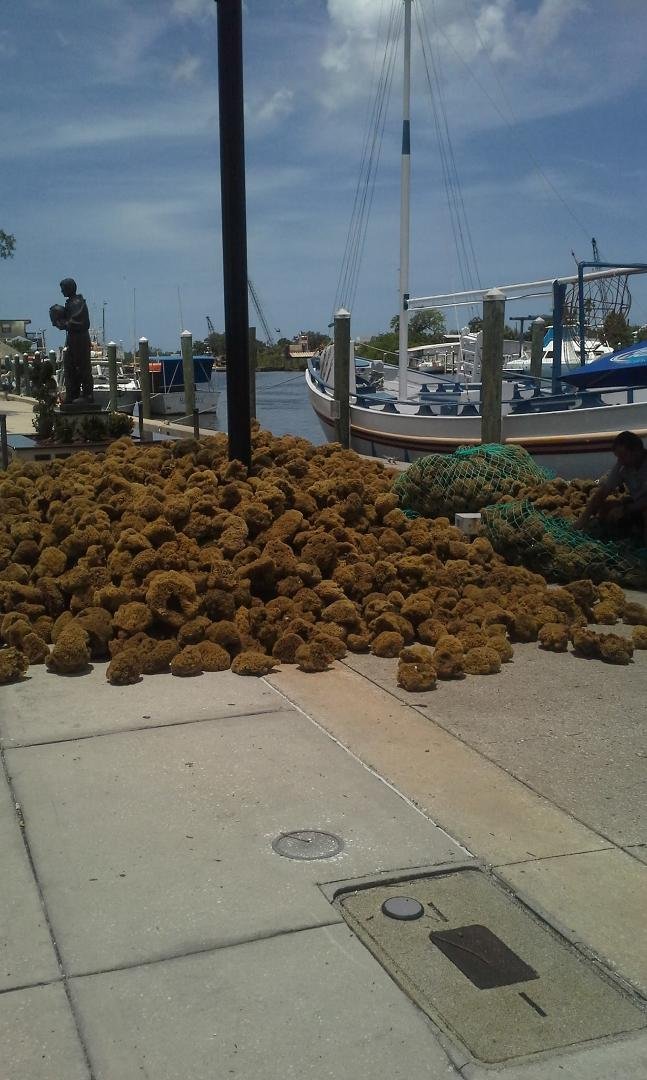 I had fun at the sponge docks today.