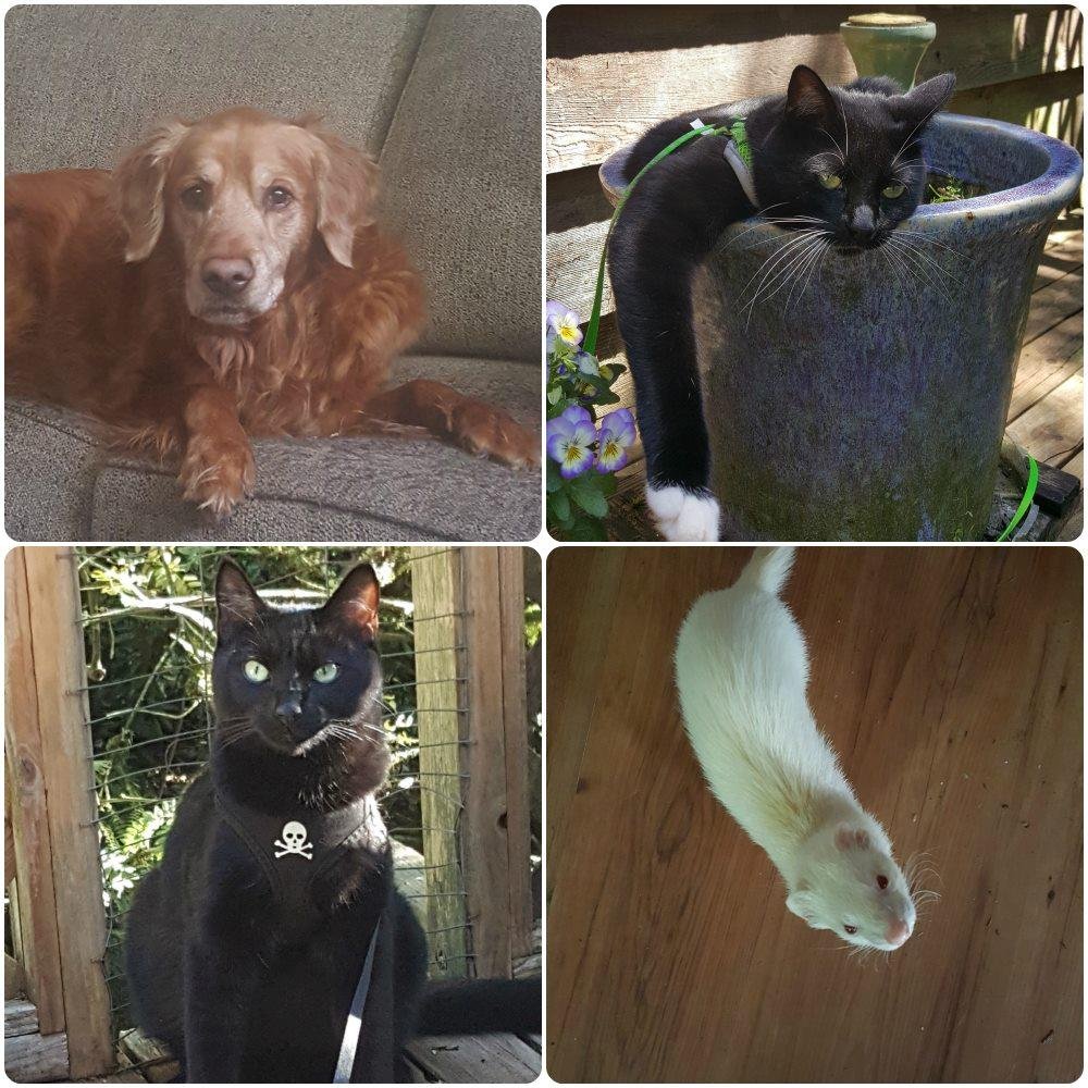 🐾 Happy National Pet Day 🐾
#NationalPetDay