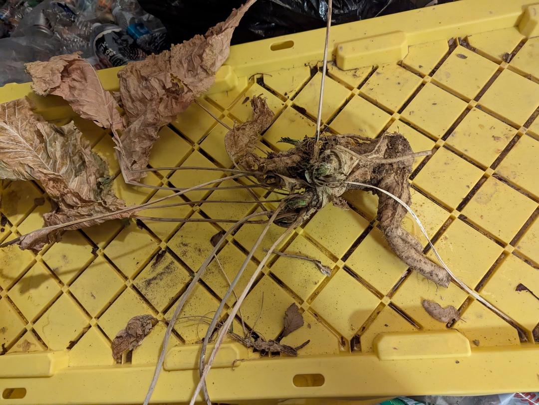 The horseradish I planted a year ago has grown massively. Attached is a picture, I've had. Most of them dug up and transplanted to a larger area, but I'm going to grate up some and mix it with a little vinegar and sour crea