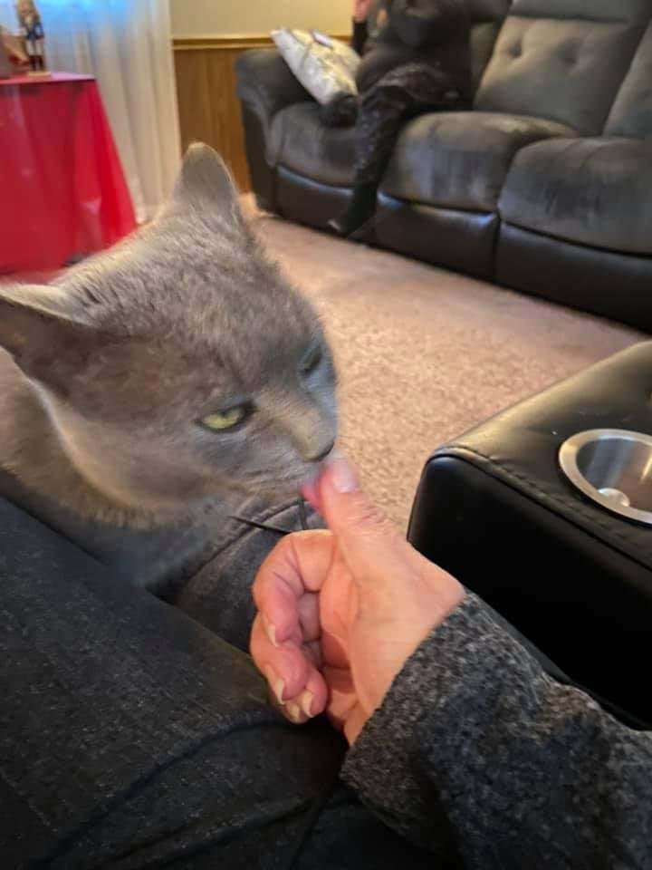 He’s licking my fingers then all of a sudden he started to bite not hard though 😹