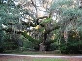 Gordon Malone's album, Secession Oak Bluffton South Carolina