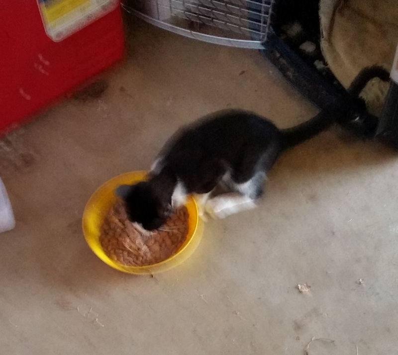 A young kitten showed up at my house a few days after my Boston Terrier, Bella, died. The kitten was skin and bones. Margie began feeding it and it naturally took to us immediately. It is colored similar to Bella. It took t