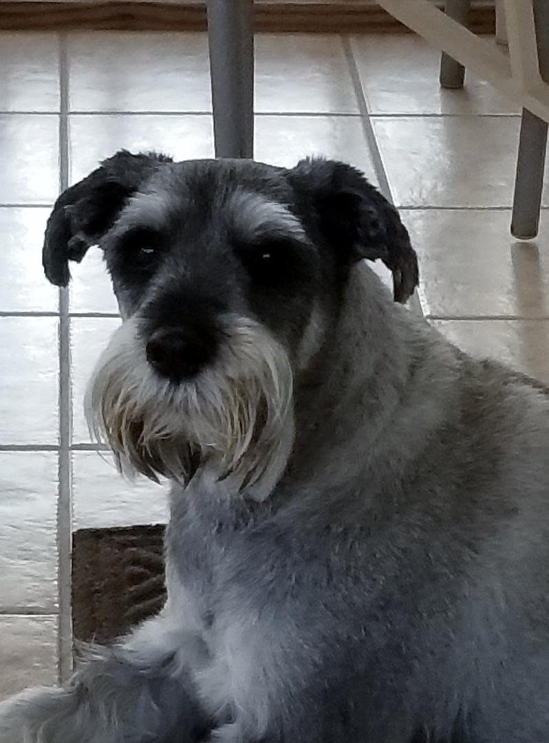 Happy 11th Casey! Still an active Buddy. Wish him a Happy Birthday!