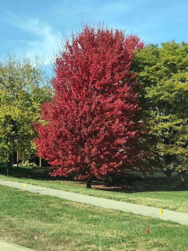 Beautiful fall color in Kansas.