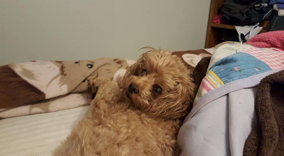 My precious Fur Baby Baylee