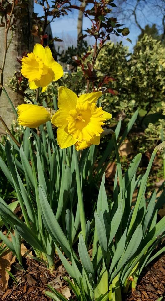 Spring is springing