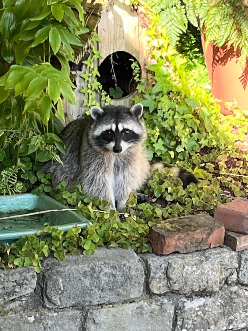Was heading out to work in the backyard but could not get this supervisor to leave.