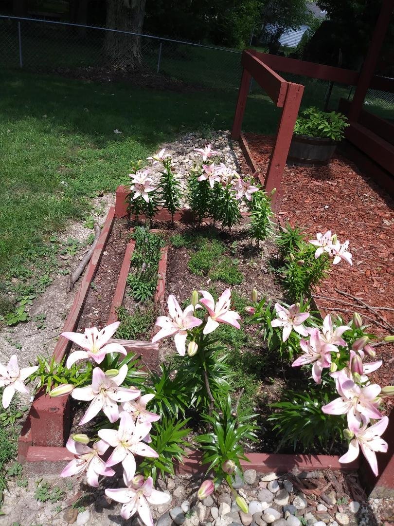 the backyard pink/white lily explosion
