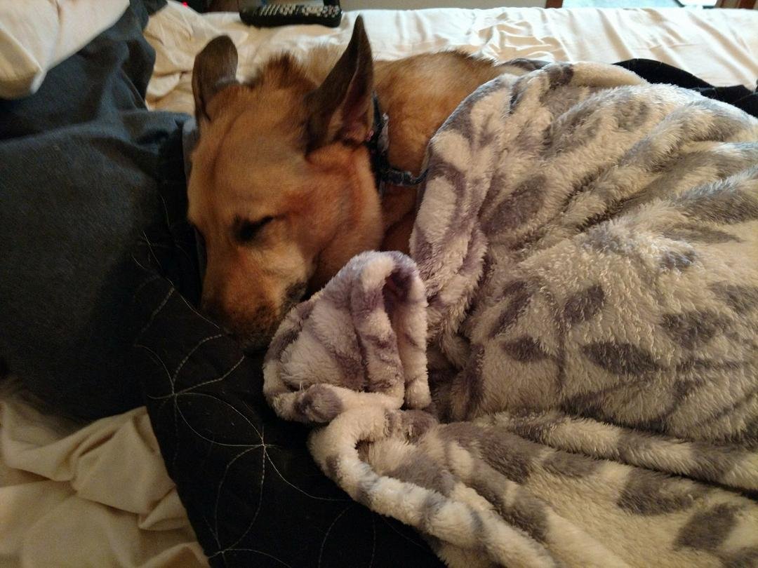 Someone is all cozy tonight . . . ❣️🐕