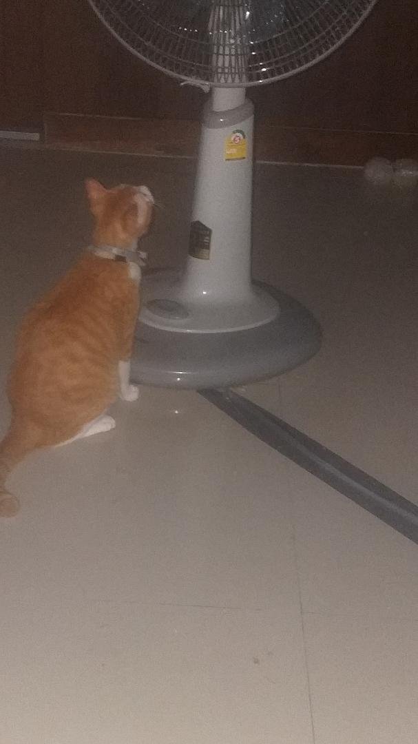 What is possibly next?
After you find you have a Cat who knows how to turn Floor Fan not only off, but back on also...?
He gets cold, he will turn off. Same when he gets too warm he will go turn on. Note: He has yet to le
