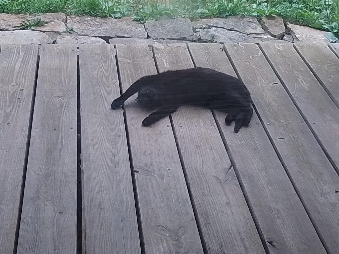 Do we get southern credit for having a hound cat on the front porch?