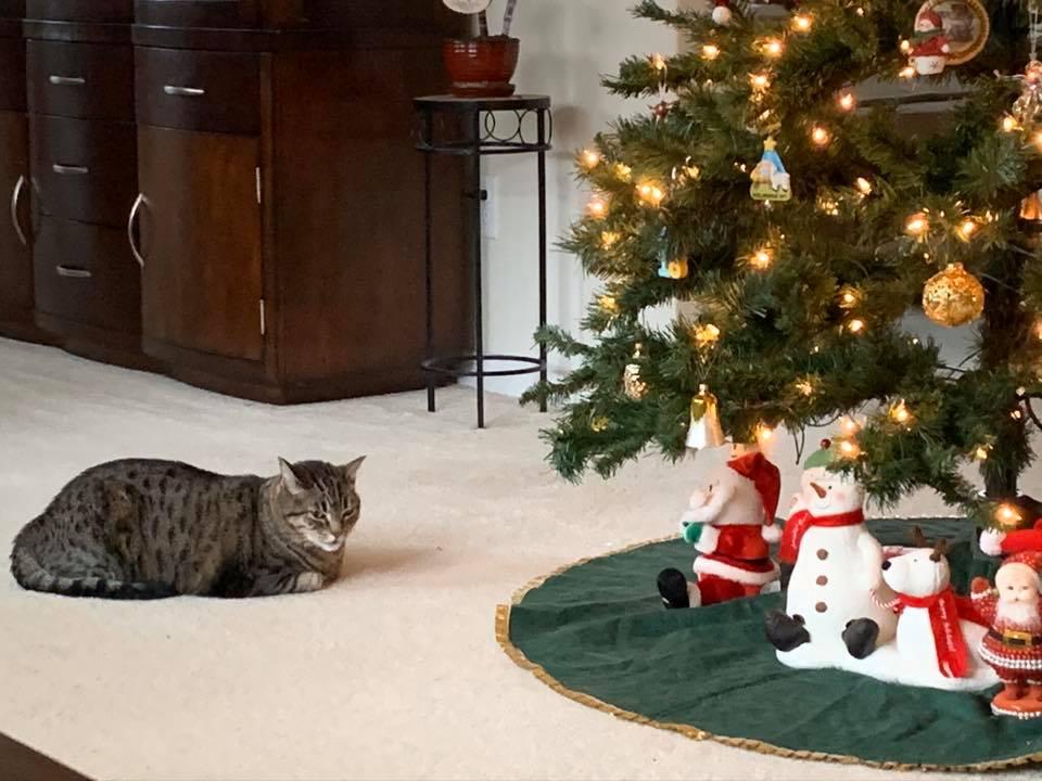 Waiting for Santa Claus.