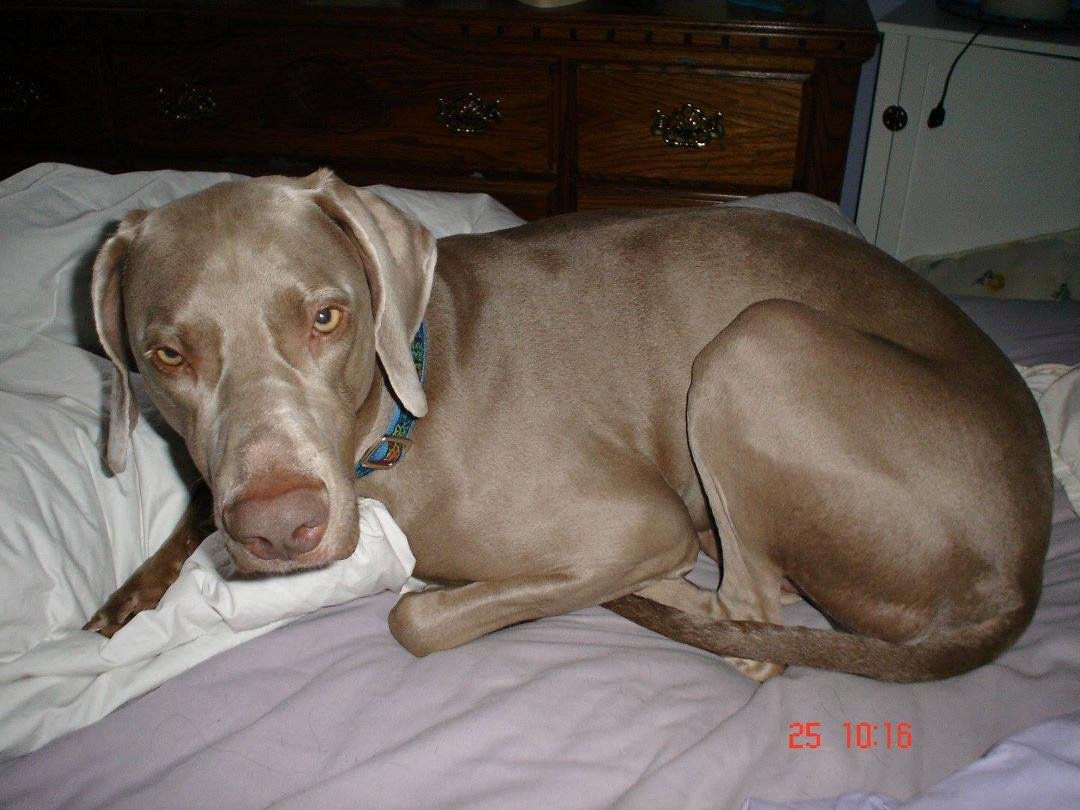 My baby Sable in heaven. Miss her so very much! <3
