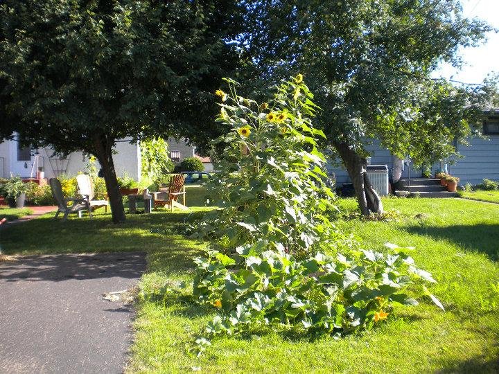 From the alley....lots of squash this year.  Spagetti squash and yellow squash.