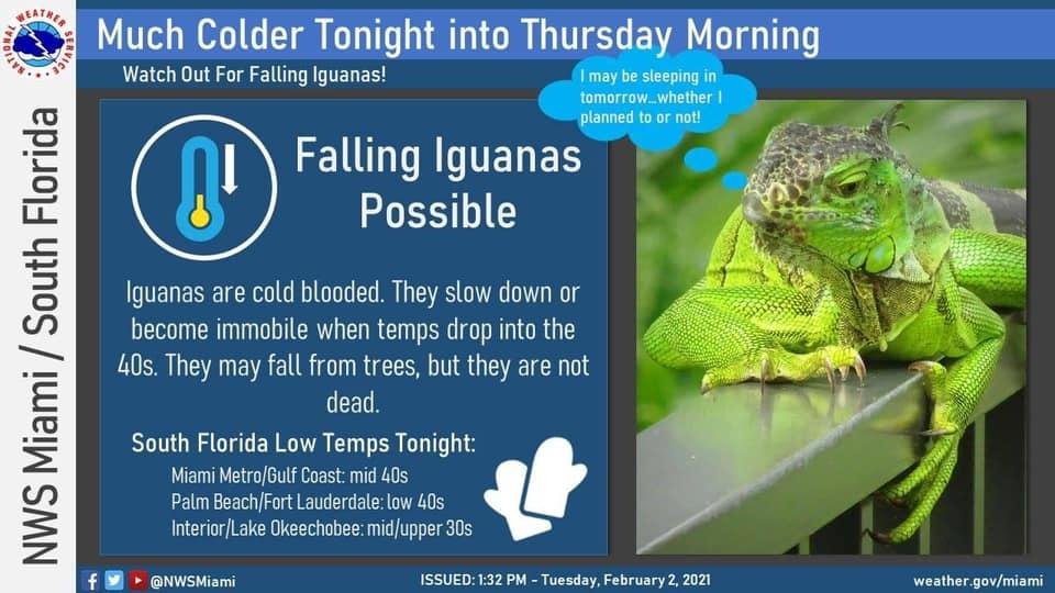 Everyone up North, you have the snow falling, we have the iguanas 🦎