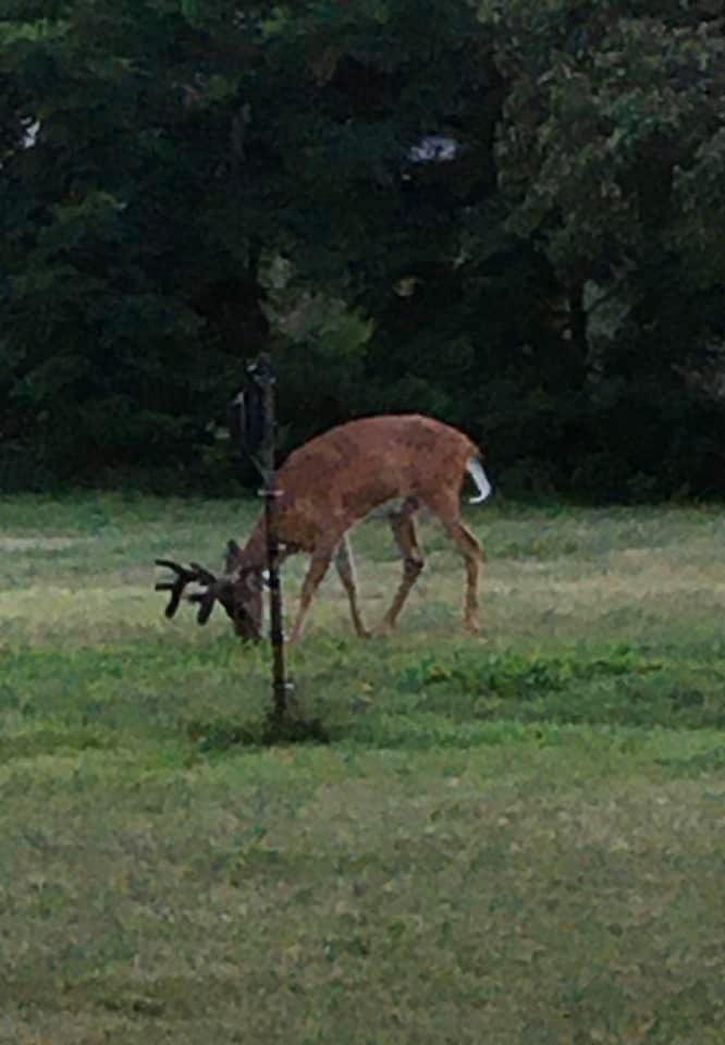 My son Chris got this picture yesterday in my side yard
