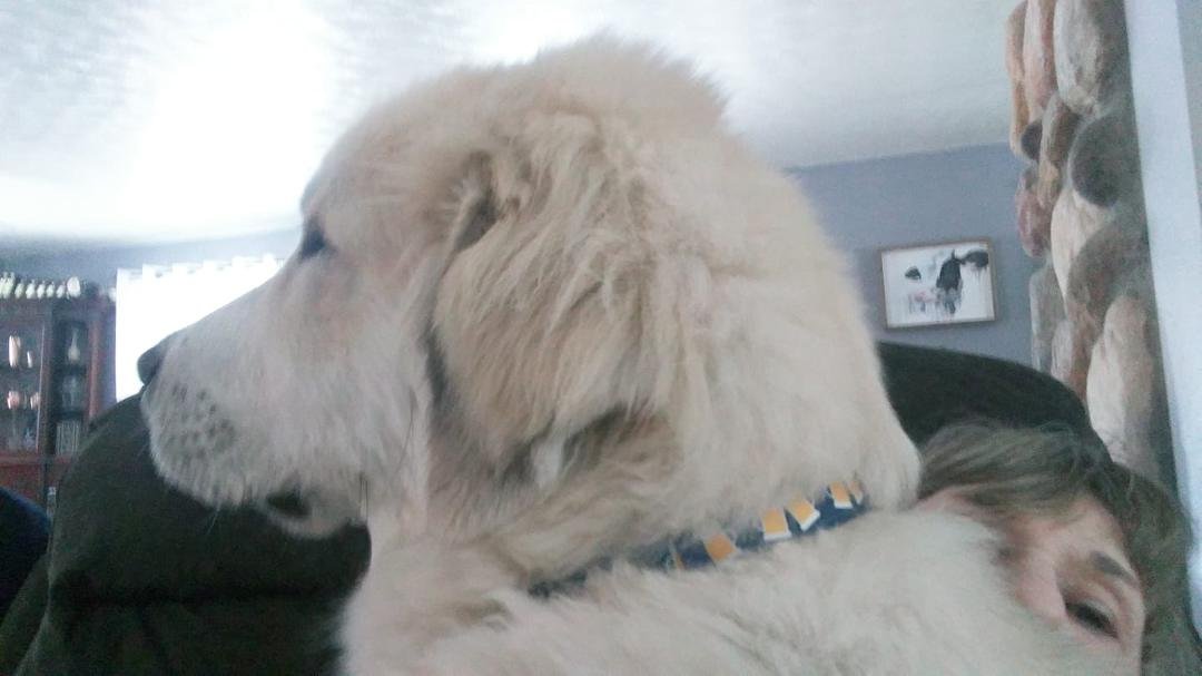 When a 60 Lb Great Peranes puppy wants to be held..... in the recliner.....you just hug her !!!