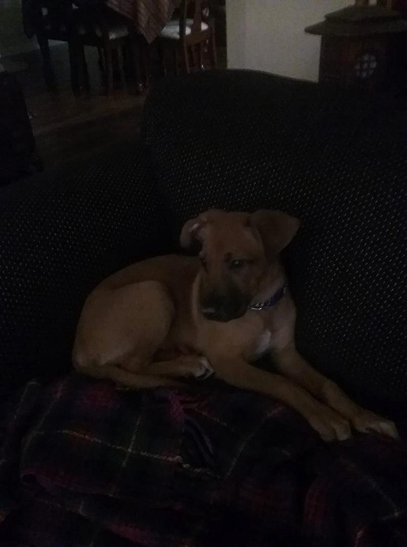 This is our New Puppy, "Sam), formerly Dinner. He is the devil incarnate. And the reason you have not heard from me all day. Exanation to follow. Thank each and every one of you for your kind Birthday wishes. I am truly so