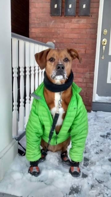 Feb 14, 2016
Happy Valentine's Day from Rusty, our son's pet African Ridgeback/Labrador cross!