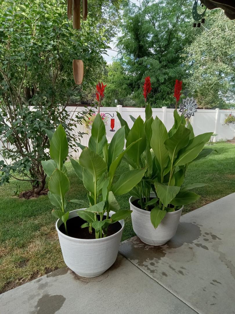 Love my Canna Lilies...thanks Deb Sprague Compton!