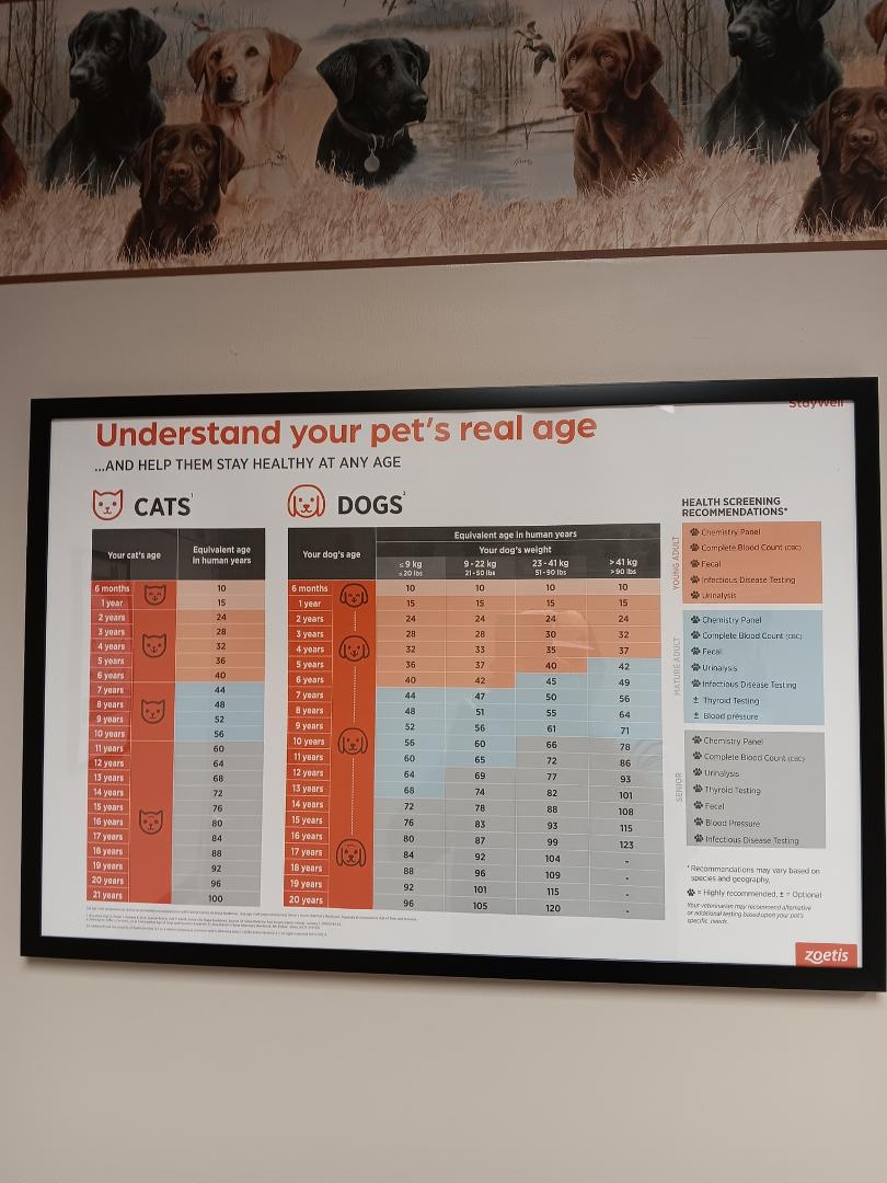 Last week we took Jack for some shots and saw this on the Veterinarian's wall. So, our boy is 64+ in human years. Hope you find this useful.