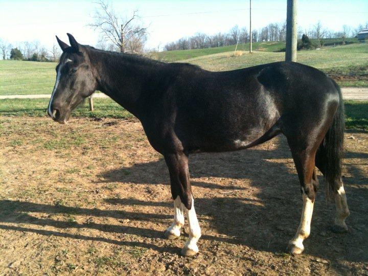 Mark Blain's album, Our Horses