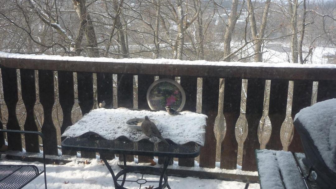 View out on our deck on this snowy Christmas Eve 2017--birds enjoying Christmas Eve feast!!!