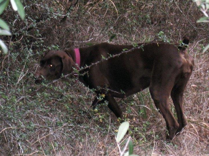 Cocoa earned title of AKC Junior Hunter today