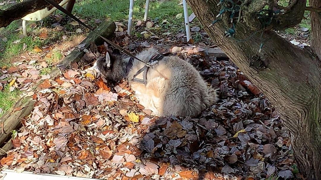I made Milo a foot deep mattress out of leaves 🍁 🤣 He loves to lay under that tree 🌳