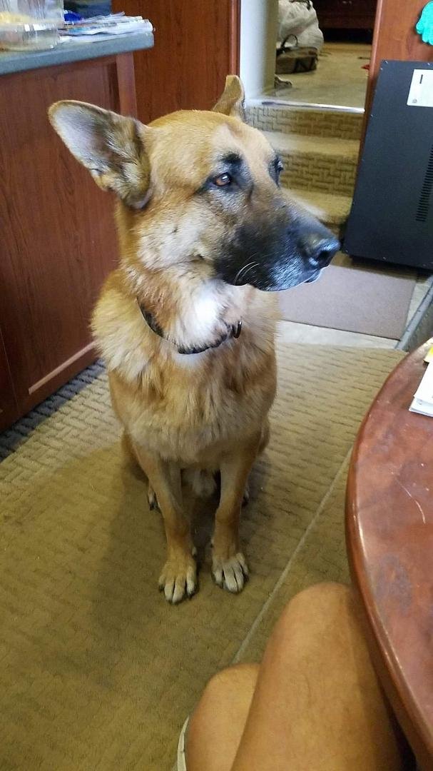 Well returned from Athens Texas after 3 weeks of teaching came home to a new family member Parker. Have not had a dog in years and none while traveling.