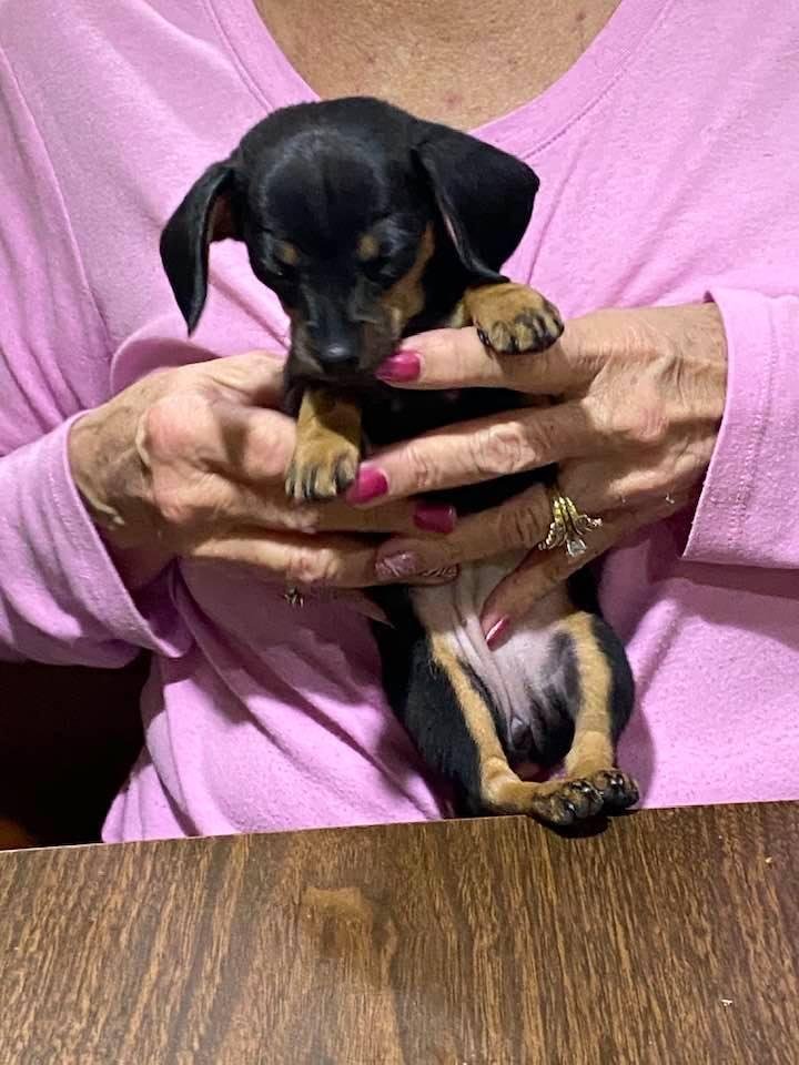 Our baby puppy!!