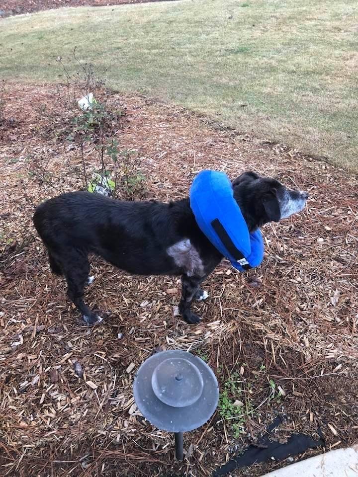 Our Brandy girl had her 4th cancerous bump removed. She is a trouper. As long as she’s not suffering, enjoys her walks, cuddling, meals and treats, we will do the best we can for her.
