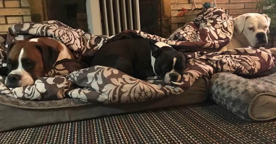 3 pups keeping warm