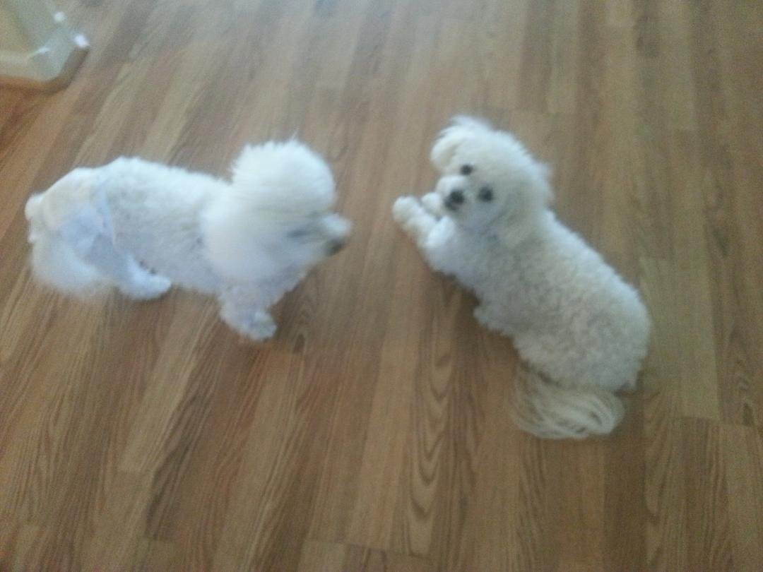 My sweet baby girls. ♡♡