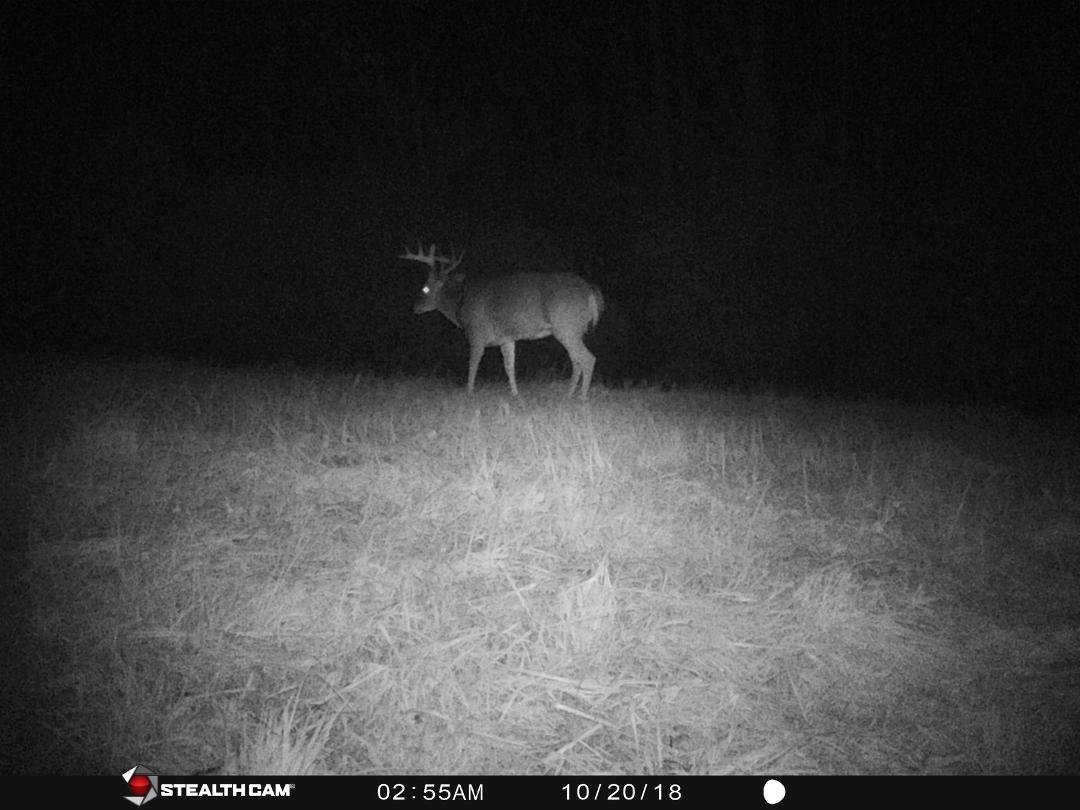 Big 8-pt Buck on our property