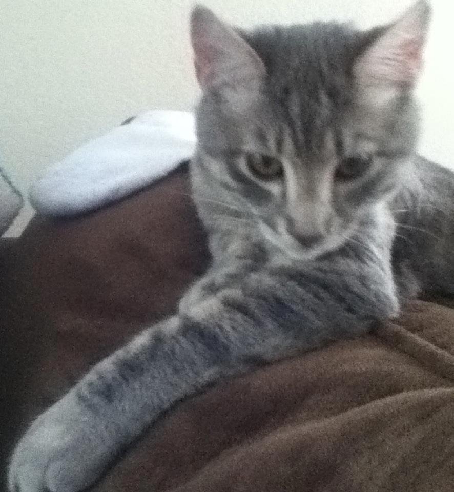 Mr. Peter... A. K. A petey. Sarah calls him Patricia.