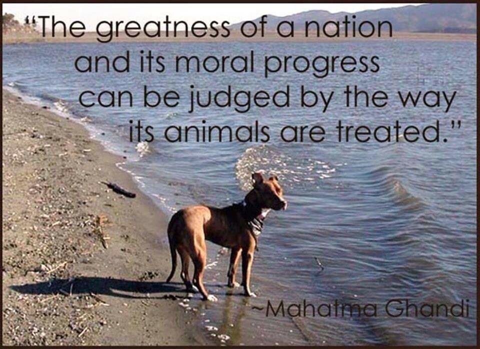I have posted this saying before; however, considering how horribly I see the world treating animals, I do not think I can post it enough.