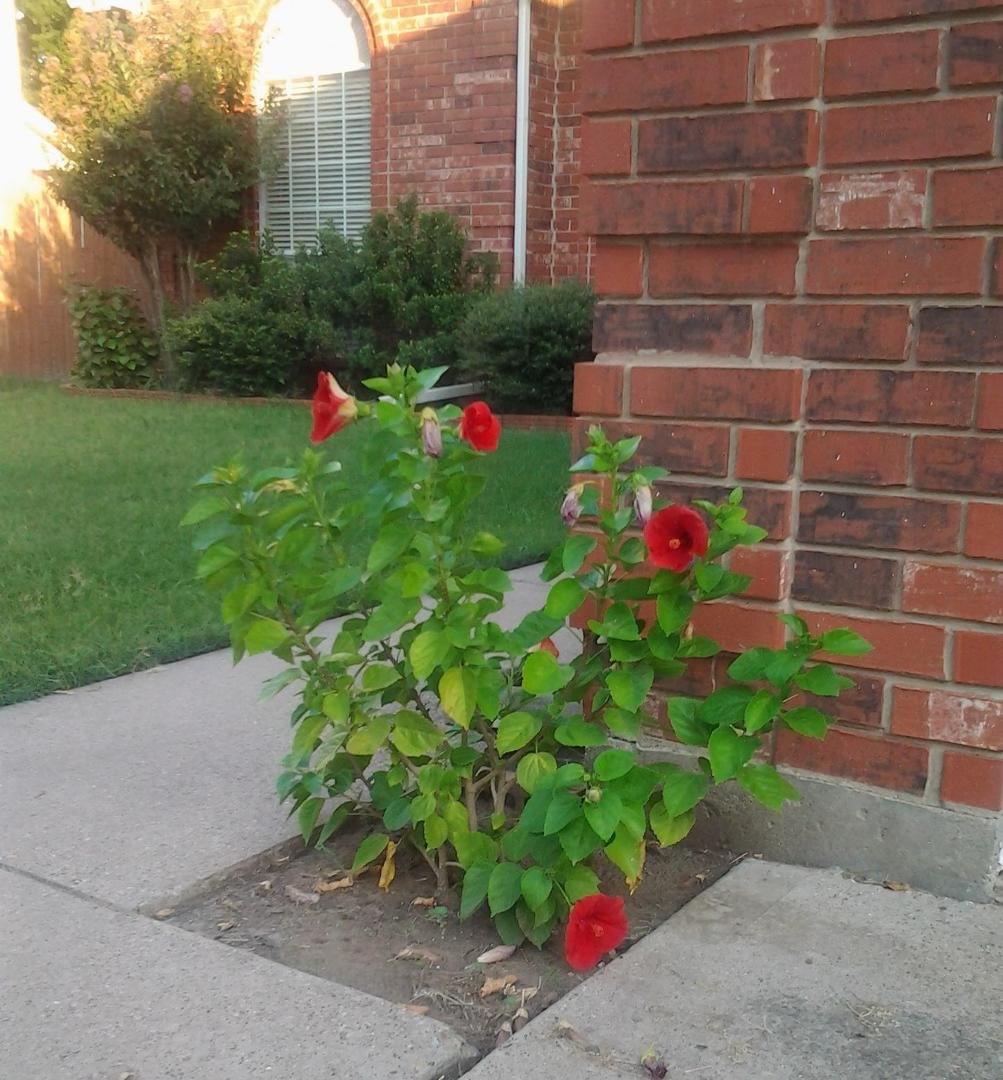 My red Hibiscus finally got 5 flowers. One in back is hard to see